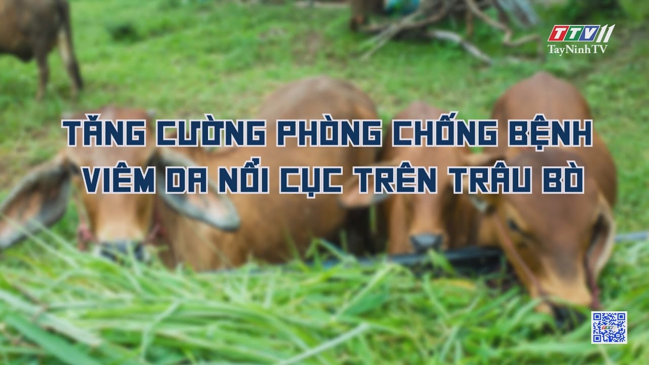 Tăng cường phòng chống bệnh viêm da nổi cục trên trâu bò | Nông nghiệp Tây Ninh | TayNinhTV